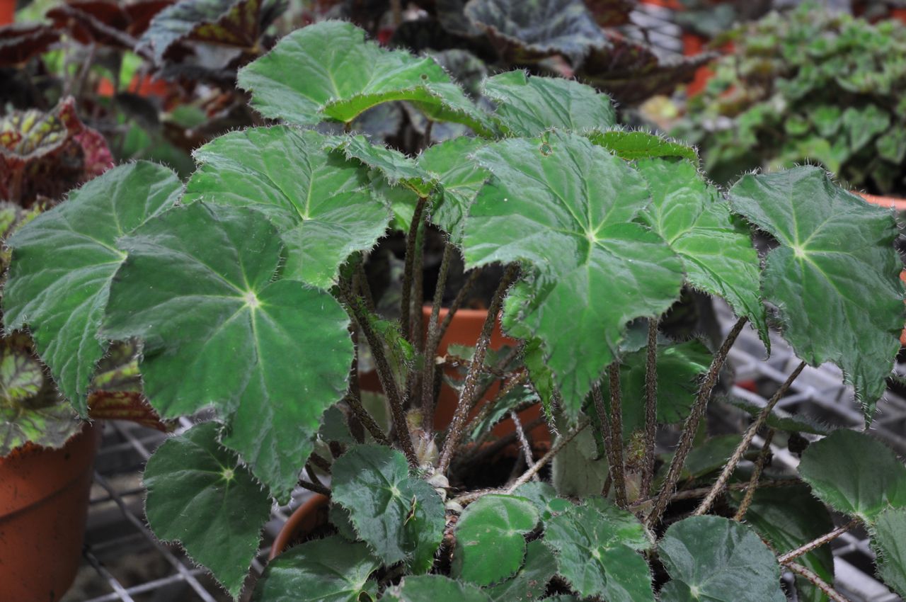 B. ‘Annan Emerald’